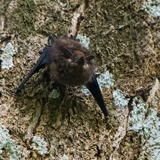 Carara - Sac-winged bat